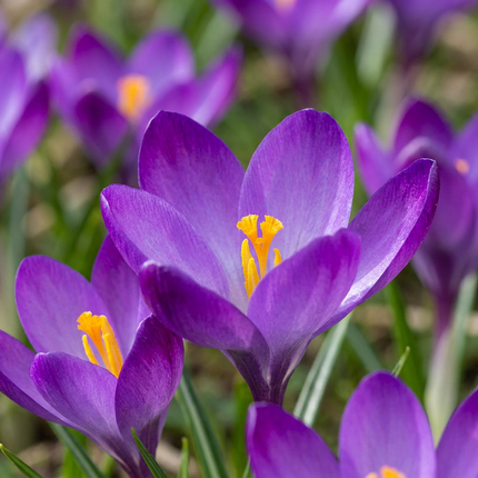 200x Crocus Ruby Giant - Bloembollen - Krokus - Paars - Verwilderingsbol - Bolmaat 5/+