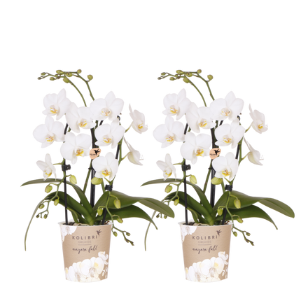 Kolibri Orchids | Combi Deal - 2 Witte Phalaenopsis Orchideeën Niagara Fall White - Ø9 cm