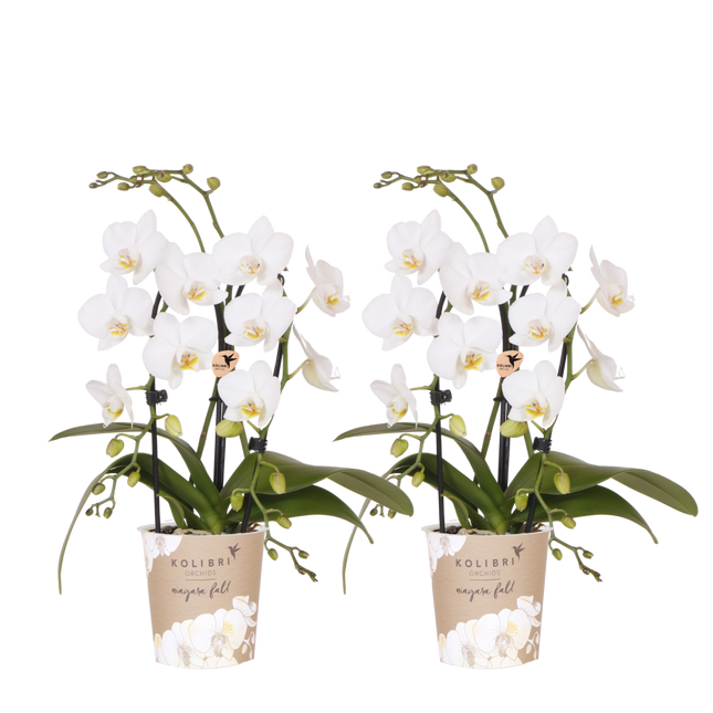 Kolibri Orchids | Combi Deal - 2 Witte Phalaenopsis Orchideeën Niagara Fall White - Ø9 cm