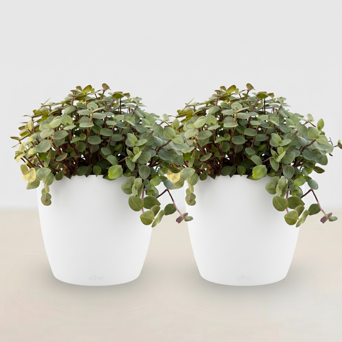 Callisia repens - Schildpadplant - met witte plantenpotten - ↕15-20cm - Ø12cm - 2x