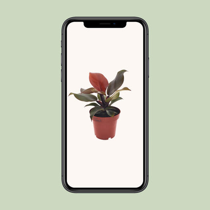 Philodendron Imperial Red - ↕25cm - Ø12cm