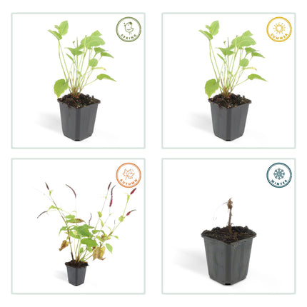 Persicaria amplexicaulis - Duizendknoop - ↕10-25cm - Ø9cm - 12x