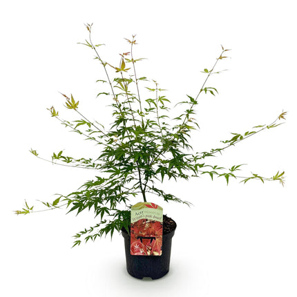 Japansk Ahorn - Acer palmatum Pink Dwarf - Pink - ↕70cm - Ø19cm