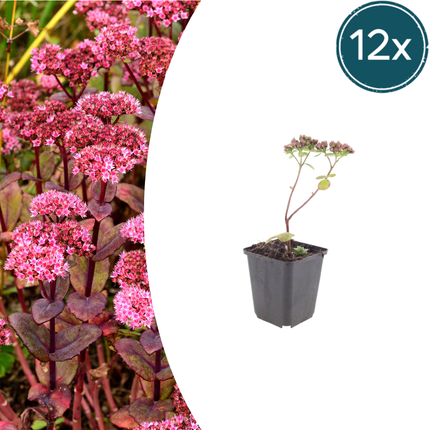 Sedum 'Matrona' - Hemelsleutel - ↕10-25cm - Ø9cm - 12x