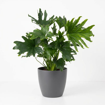 Philodendron Lickety split - met grijze pot - ↕70cm - Ø19cm