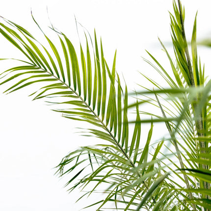 Phoenix Roebelenii su stelo - 200-210 cm