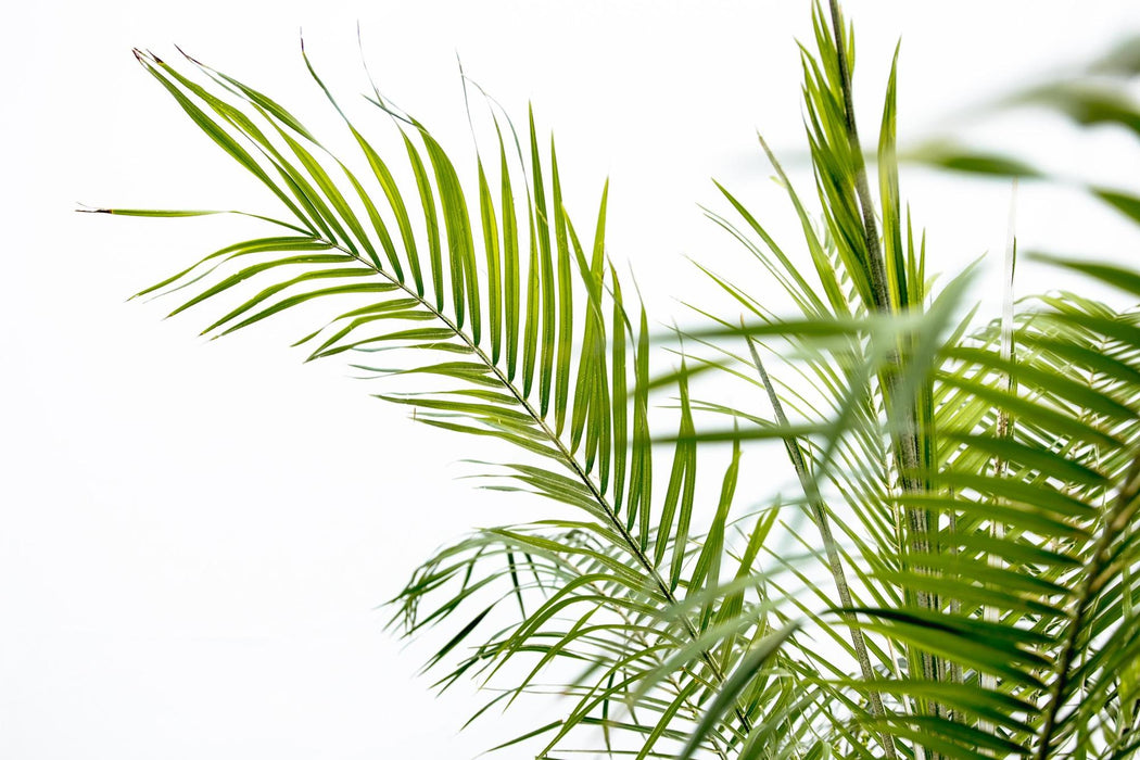 Phoenix Roebelenii op stam - 210cm - 200cm