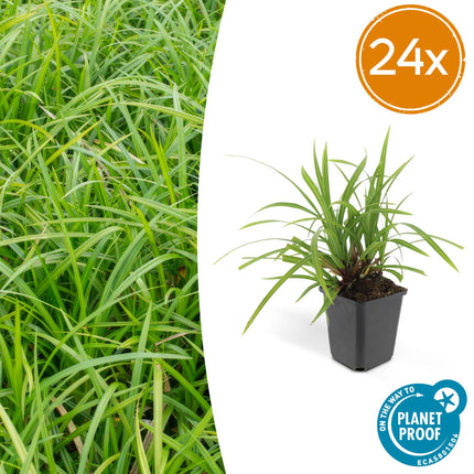 Carex morrowii 'Irish Green' - Junco - ↕10-25cm - Ø9cm - 24x