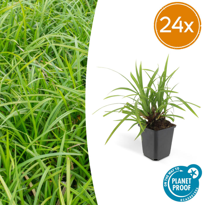 Carex morrowii 'Irish Green' - ↕10-25cm - Ø9cm - 24x