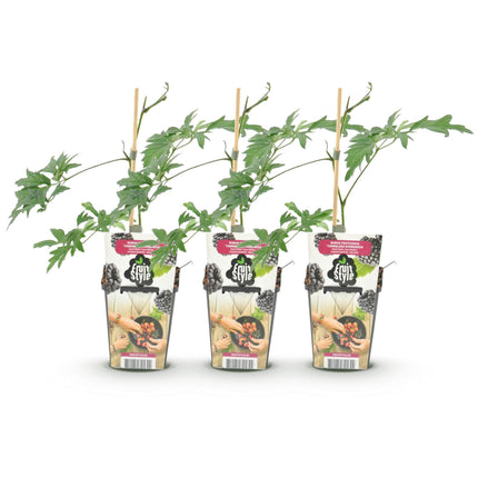 Immergrüne Brombeere (Rubus dornenlos, winterhart) – 3 Pflanzen – 9-cm-Topf