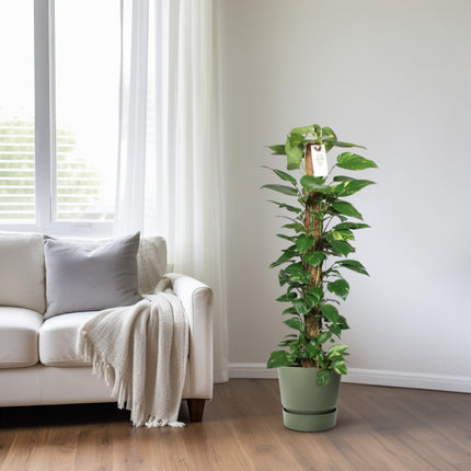 Epipremnum Pinnatum Moss stick 120cm Scindapsus - ↕120cm - Ø24cm
