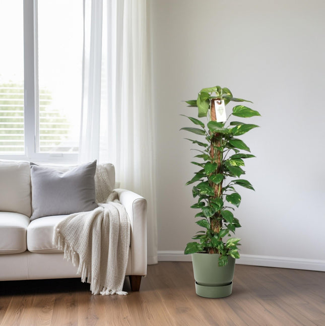 Epipremnum Pinnatum Bâtonnet de mousse 120 cm Scindapsus - Ø24 cm - ↕120 cm