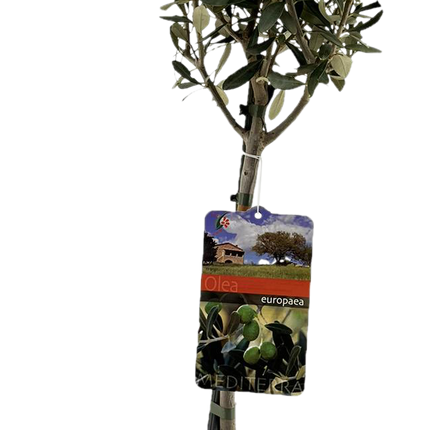 Olea Europaea "op Stam" - ↕90cm - Ø19cm