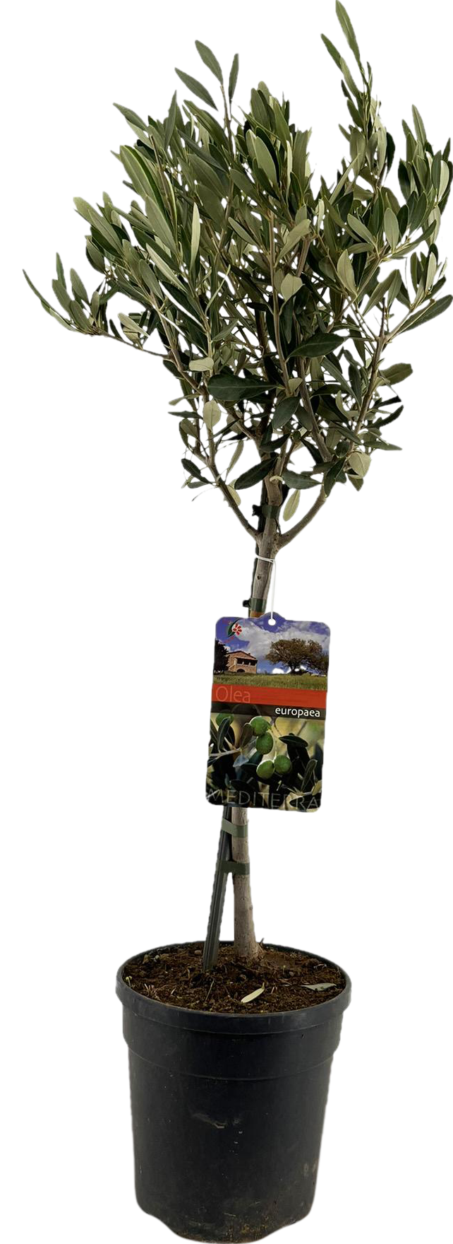 Olea Europaea "op Stam" - ↕90cm - Ø19cm