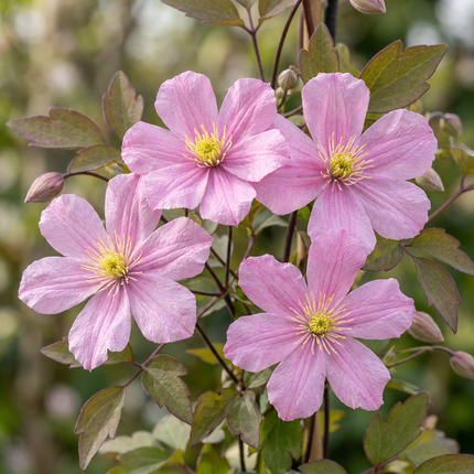 Clematis mont. 'Mayleen' - Bergclematis - Licht Roze - Klimplant - Ø9cm - ↕35cm