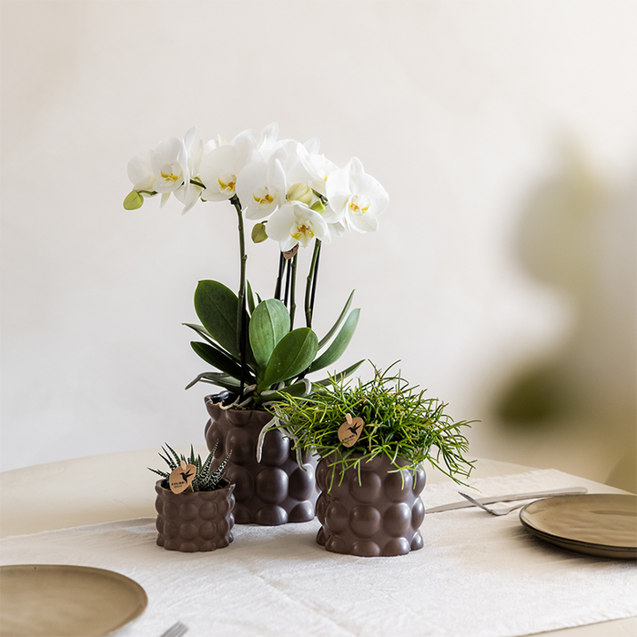 Plantenset Cotton bruin | Groene planten met witte Phalaenopsis orchidee Ghent in keramieken sierpotten