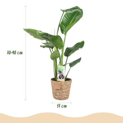 Strelitzia Nicolai - Bird of Paradise Flower - with basket - ↕70-90cm - Ø17cm