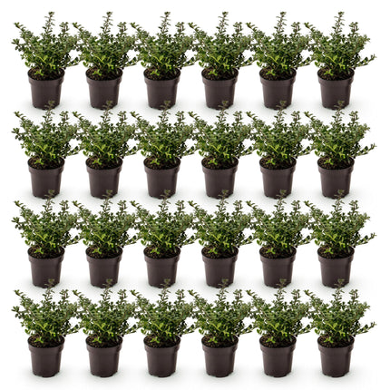 Ilex crenata Stokes - Japanse Hulst - 24x Haagplanten - Groenblijvend - Groen - Pot 9cm - Hoogte 20-30cm