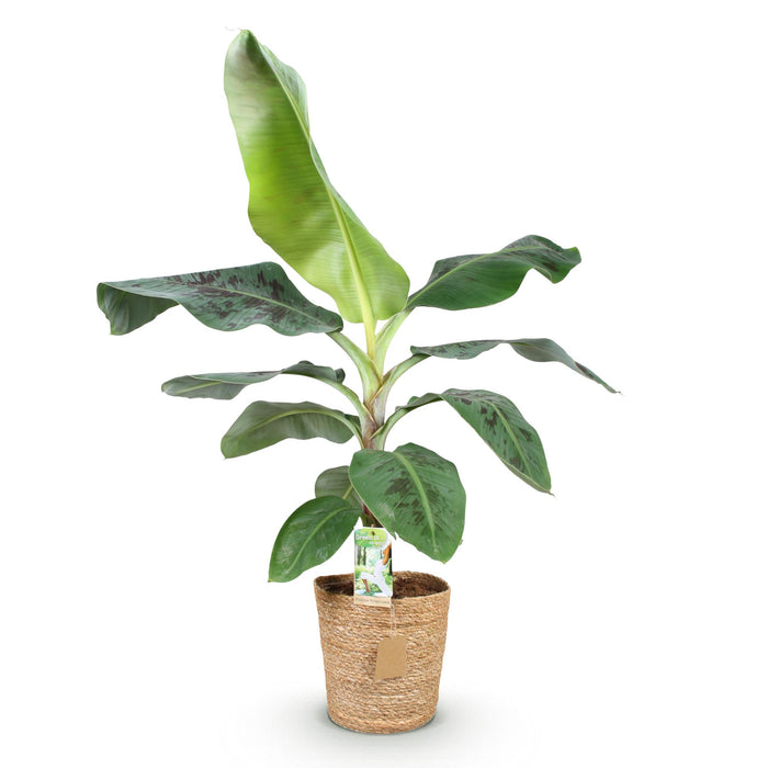Musa acuminata Dwarf Cavendisch - Bananenplant - met mand - Pot 21cm - Hoogte 70-75cm