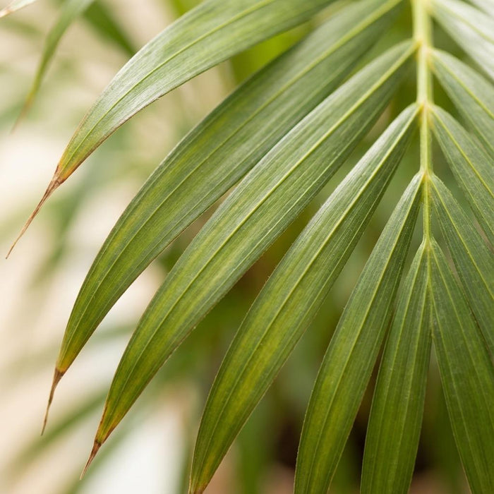 Areca Palm - Dypsis Lutescens - Goudpalm - ↕90-100cm - Ø21cm