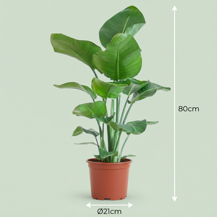 Strelitzia Nicolai - Paradijsvogelplant - ↕80-90cm - Ø19cm