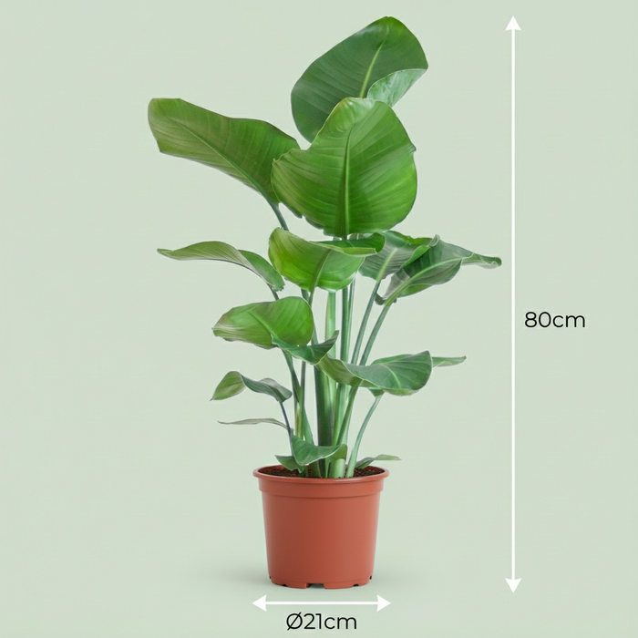 Strelitzia Nicolai - Paradijsvogelplant - ↕80-90cm - Ø19cm