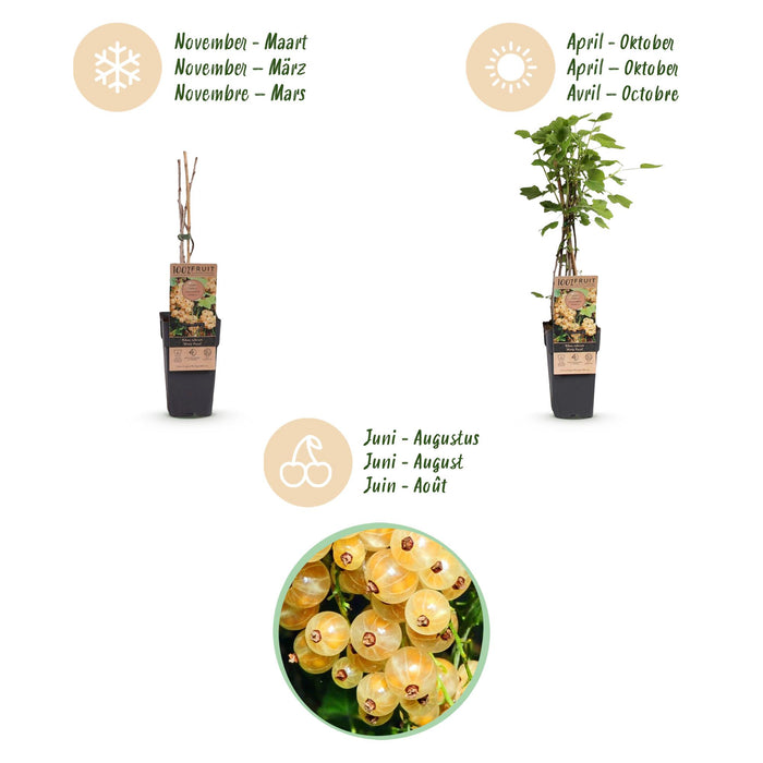 Ribes rubrum Witte Parel - Bessenplant - Witte Bes - ↕50cm - Ø15cm - 2x