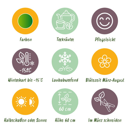 Borderpakket - Thee kruiden - 24 Vaste planten - 3 m2 - Diversen kleuren - Weinig Onderhoud - Ø11cm
