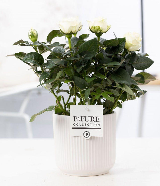 Rosa White in P&amp;PURE Sophie Ceramics Weiß - ↕30cm- Ø12cm