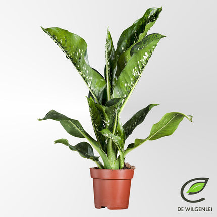 Dieffenbachia Seguine 'Caiman'® - ↕75cm - Ø21cm