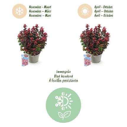 Leucothoe Curly Red - Rood - 2 Planten -  Groenblijvend - Weinig Onderhoud - Pot 17cm Hoogte 40cm