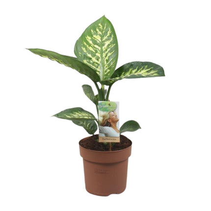 Dieffenbachia Tropic Snow - ↕60cm - Ø17cm