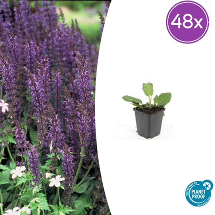 Salvia Nemorosa 'Mainacht' - Waldsalbei - ↕10-25cm - Ø9cm - 48x