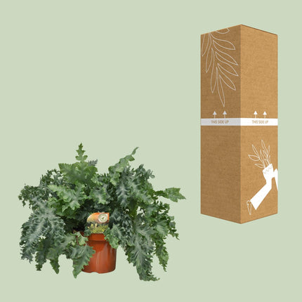 Phlebodium Davana - ↕60cm - Ø26cm