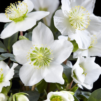 Kerstroos - Helleborus Christmas Carol  - Witte Bloem - ↕30cm - Ø14cm