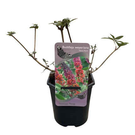 Schmetterlingsstrauch (Buddleja davidii Flower Power) – Blütenfarbe Orange-Lila – ↕30 cm – Ø17 cm – 1 Stück