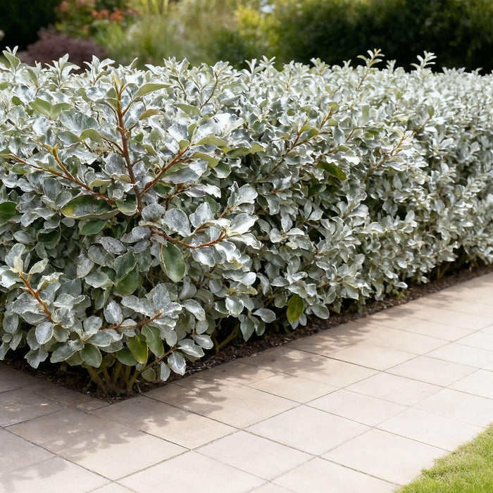 Elaeagnus ebbingei Compacta - Blad Grijs - 8 Planten - 1 Strekkende Meter - Groenblijvend - Pot 9cm Hoogte 30-35cm