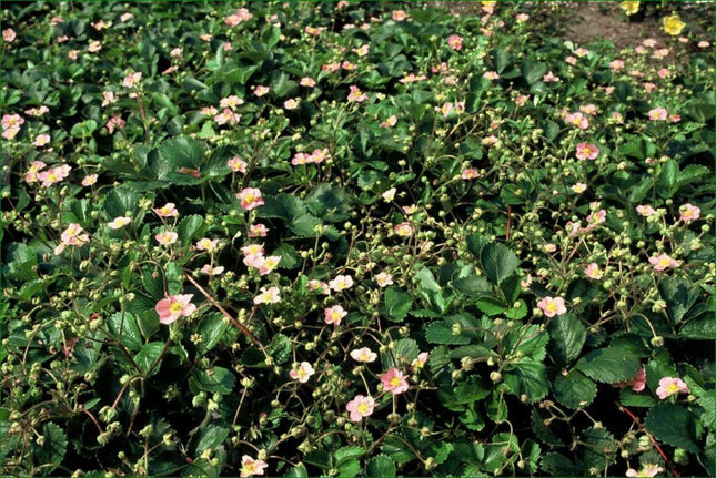 Fragaria Vesca - Fragola selvatica - ↕10-25cm - Ø9cm - 60x