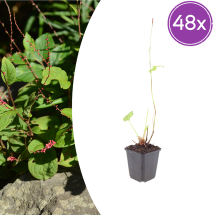 Persicaria amplexicaulis 'Speciosa' - Duizendknoop - ↕10-25cm - Ø9cm - 48x