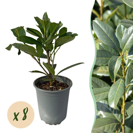 Prunus laurocerasus Caucasica - 1 linear meter - ↕30-35 cm - Ø9cm - 8x