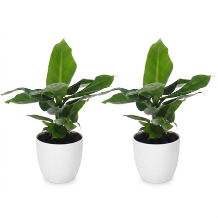 Musa Oriental Dwarf - Dwergbanaan - 2x - met Potter Wit - Pot 12cm - Hoogte - 30cm