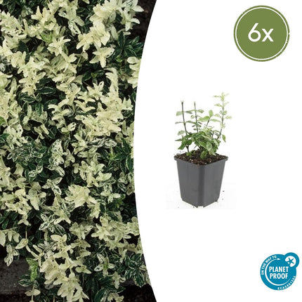 Euonymus fortunei 'Harlekin' – Japanischer Kardinalshut – ↕10–25 cm – Ø9 cm – 6 Stück