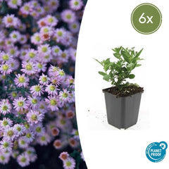 Collection image for: Aster - Aster jesienny