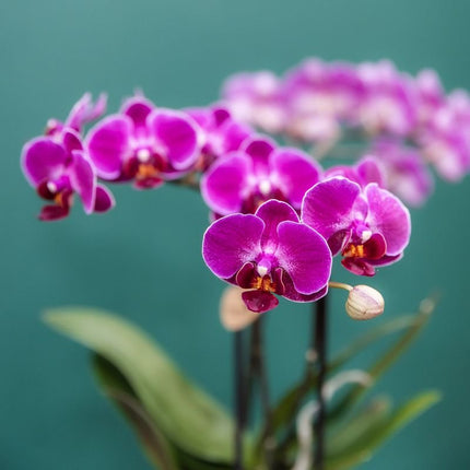 Kolibri Orchids | Paarse Jungle Bouquet Mineral Morelia in Oyster Dish