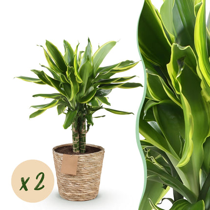 Dracaena fragrans Golden Coast – Drachenbaum – mit Korb – ↕50–55 cm – Ø17 cm – 2 Stück