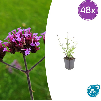 Verbena Bonariensis 'Lollipop' - IJzerhard - ↕10-25cm - Ø9cm - 48x