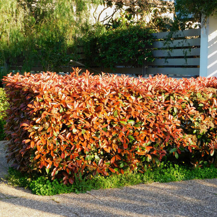 Photinia fraseri Red Robin - red-green foliage - 8 plants - 1 linear meter - evergreen - ↕30-35cm - Ø9cm