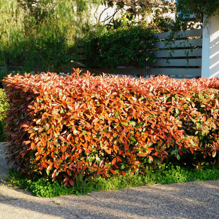 Haagplanten - Photinia fraseri Red Robin - blad rood groen  - 8 planten - 1 strekkende meter - groenblijvend - pot 9cm hoogte 30-35cm