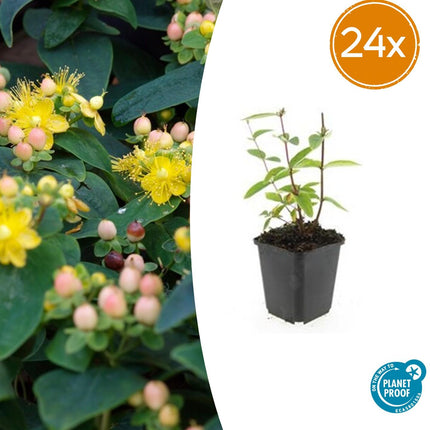Hypericum inodorum 'Annebel' - ↕10-25cm - Ø9cm - 24x