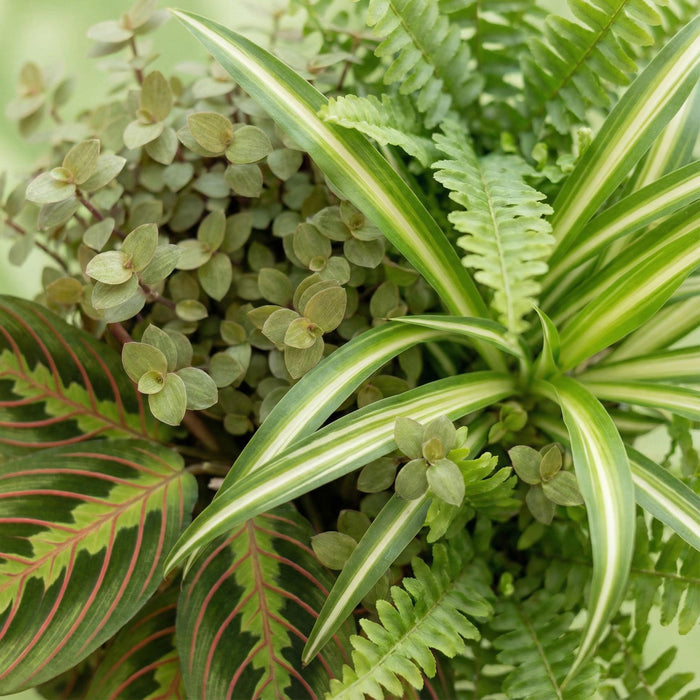 Plantenbox - Chlorophytum - Maranta - Callisia - Nephrolepsis - met Mand - ↕25cm - Ø12cm - 4x